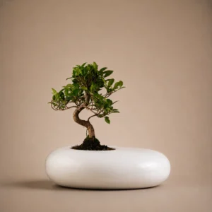 Urna bonsai